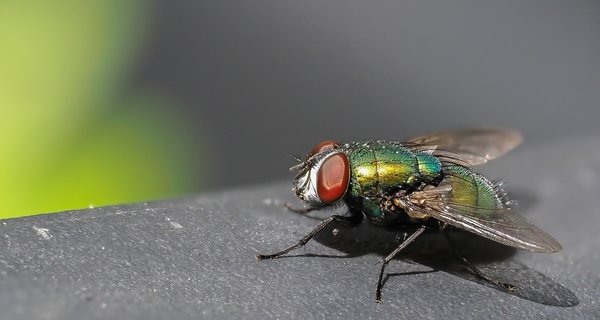 2020 GAFOP7160117.jpg