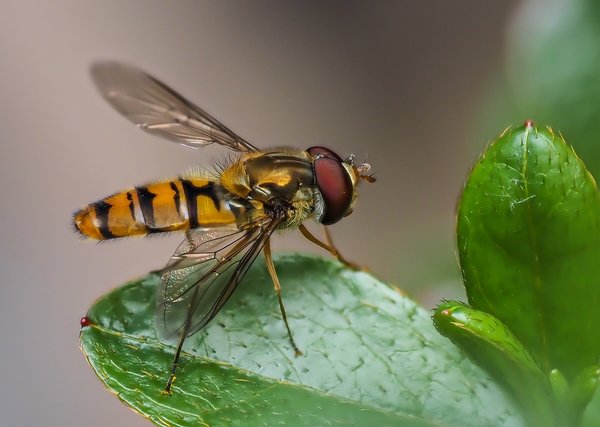 2020 GAFOP7160187-Bearbeitet.jpg