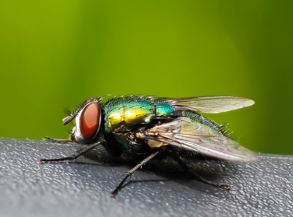 2020 GAFOP7160110.jpg