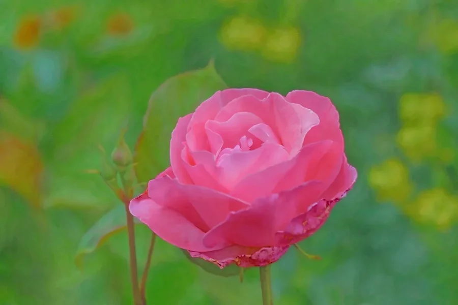 RosaRosemitKniospeuBokehSL2CMac180ASAOILPLANDSCSOFTNURHG_998x666.webp