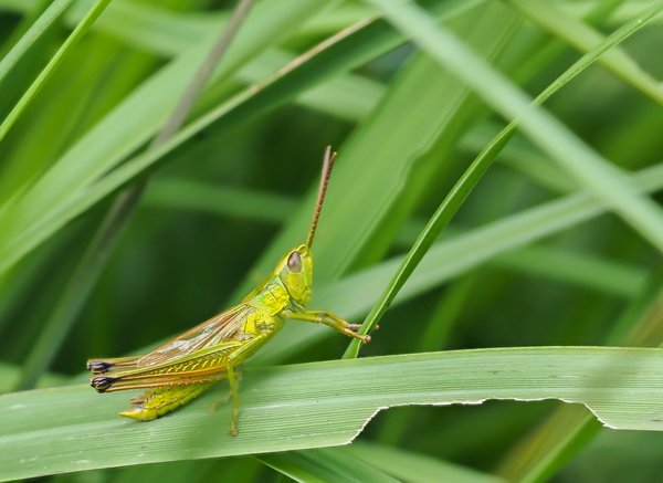 2020 HOMOFOP7160256.jpg