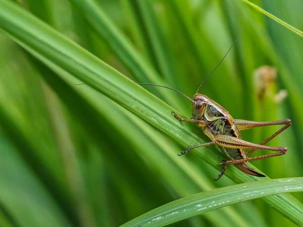 2020 HOMOFOP7160319.jpg