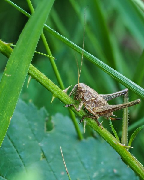 2020 HOMOFOP7160405.jpg