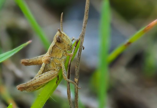 2020 HOMOFOP7160445.jpg