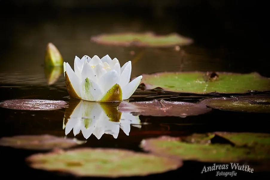 AZ6_6896_C1.webp