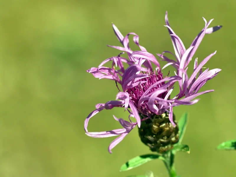 2020-07-18_BLUMEN_K202059.webp