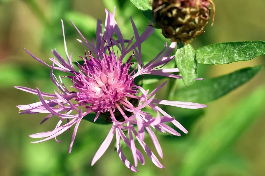 2020-07-18_BLUMEN_K202068.webp
