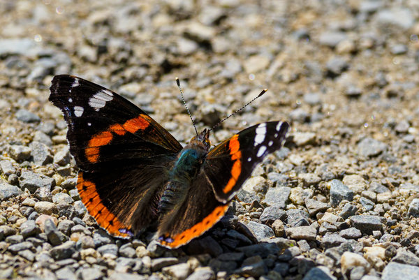 Anholter Schweiz 20_20.jpg