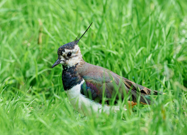 Anholter Schweiz 20_177.jpg