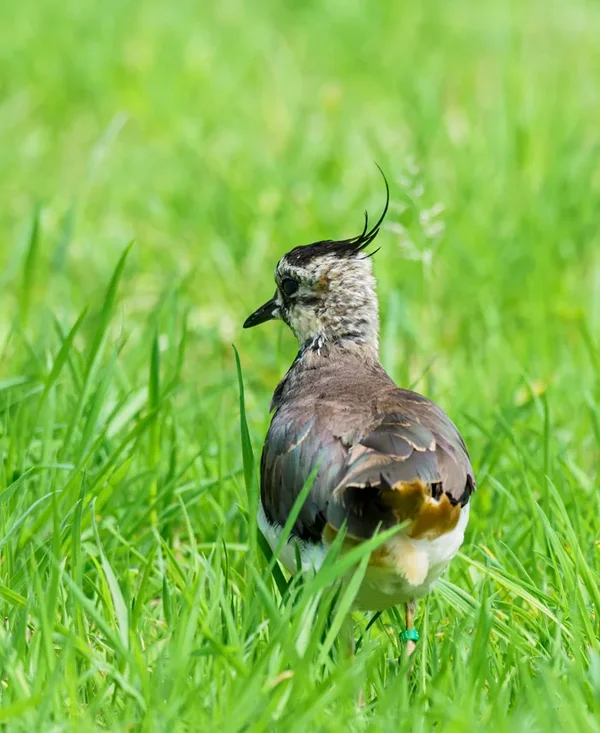 Anholter Schweiz 20_186.webp Anholter Schweiz 20_186.webp
