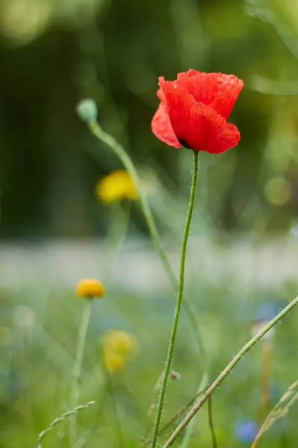 2020-07-21_BLUMEN_MG_9328.jpg