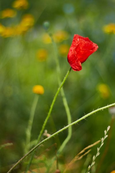 2020-07-21_BLUMEN_MG_9338.jpg