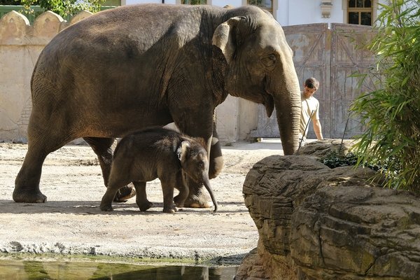 2020-07-21_ELEFANT_DSF0050.jpg 2020-07-21_ELEFANT_DSF0050.jpg
