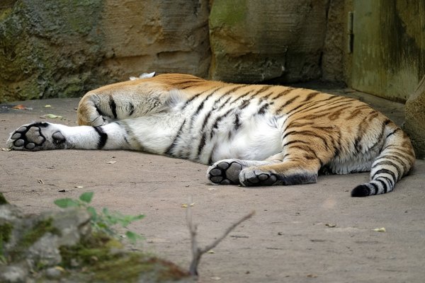 2020-07-21_TIGER_DSF0212.jpg 2020-07-21_TIGER_DSF0212.jpg