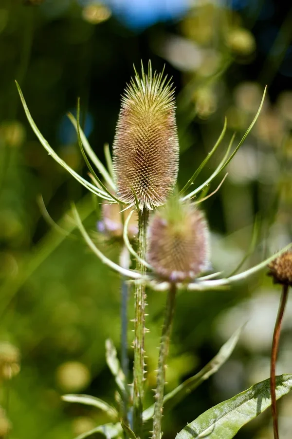 2020-07-21_BOTANISCHER_GARTEN_MG_9194.webp