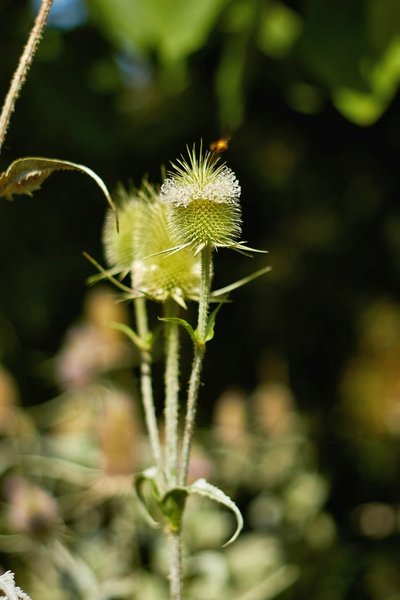 2020-07-21_BOTANISCHER_GARTEN_MG_9200.jpg