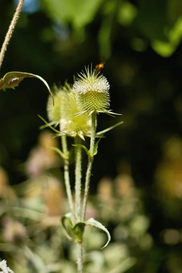 2020-07-21_BOTANISCHER_GARTEN_MG_9200.webp