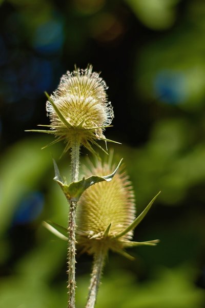 2020-07-21_BOTANISCHER_GARTEN_MG_9218.jpg