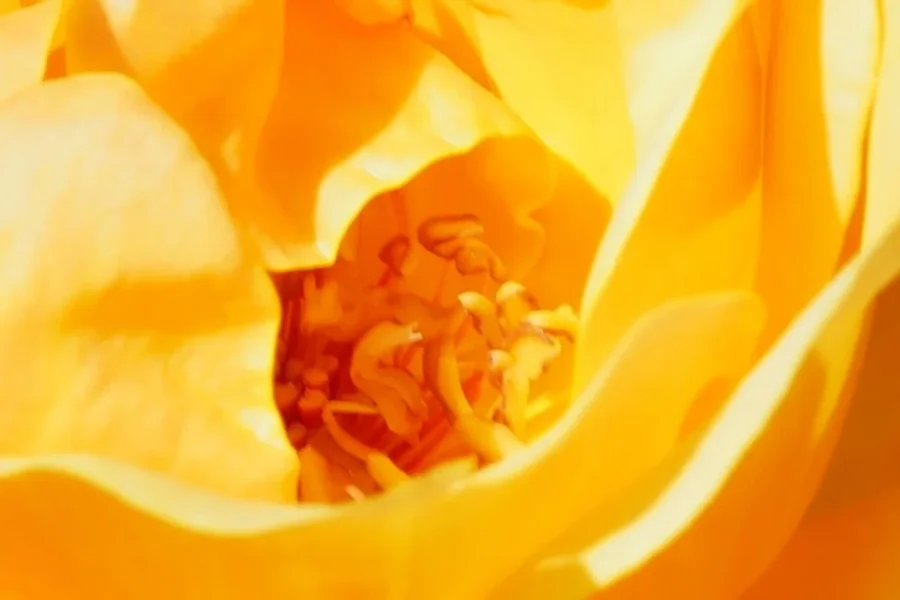 RoseGelbStaubgef#sseSL2CMac100RECHTECK_999x666.webp