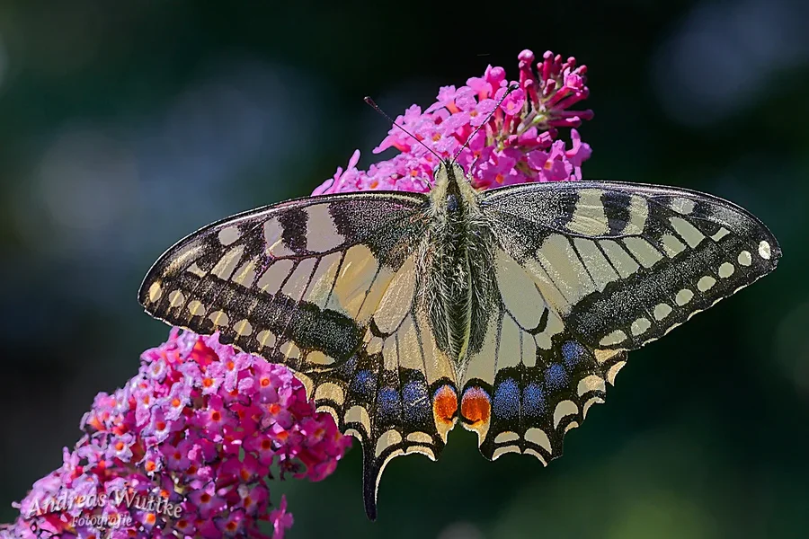 D75_1667_C1.webp