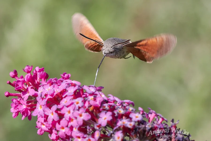 D75_1787_C1.webp
