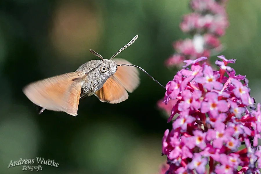 D75_1840_C1.webp
