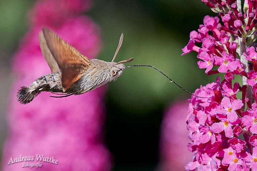 D75_1924_C1.webp