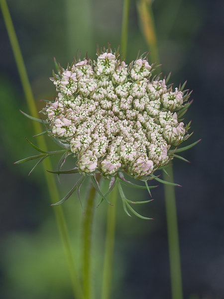 20200718-P7180301 Geisfeld.JPG