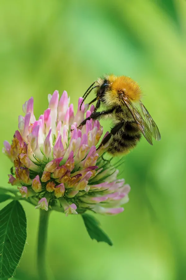Garten 2020_856.webp