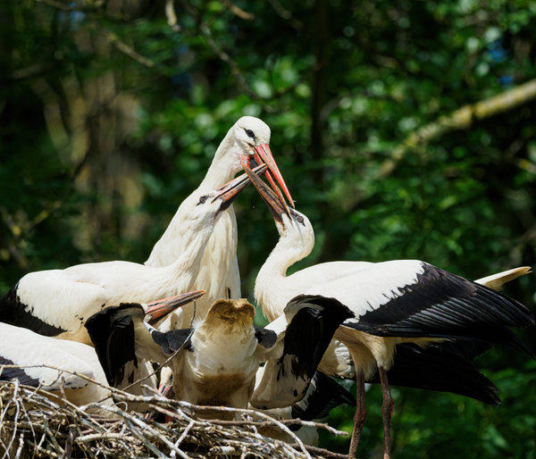 Anholter Schweiz 20_215.jpg