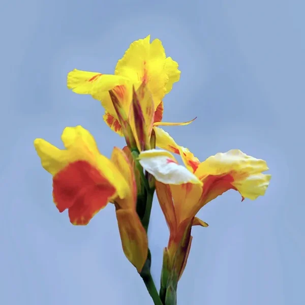SchwertlileiGelbRotHGBLAUSL2CMac180KenkoENDVERSIONFINFINFINQUADRATLESSDYN_666x666.webp