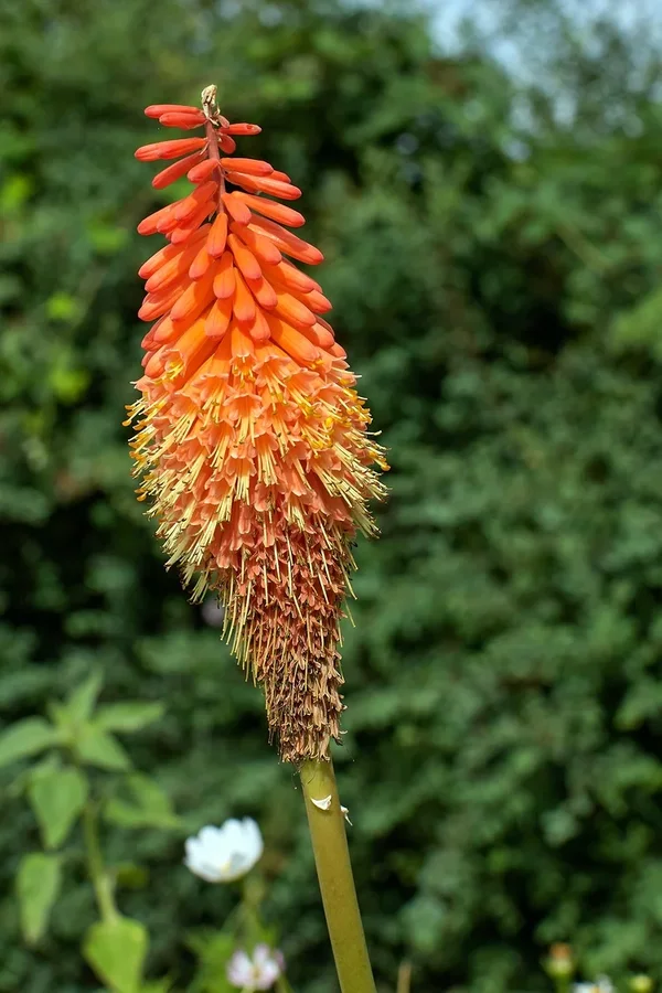 2020-07-28_BLUMEN_DSC5137.webp