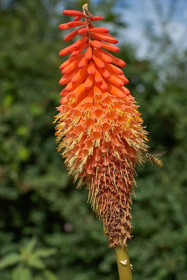 2020-07-28_BLUMEN_DSC5141.webp