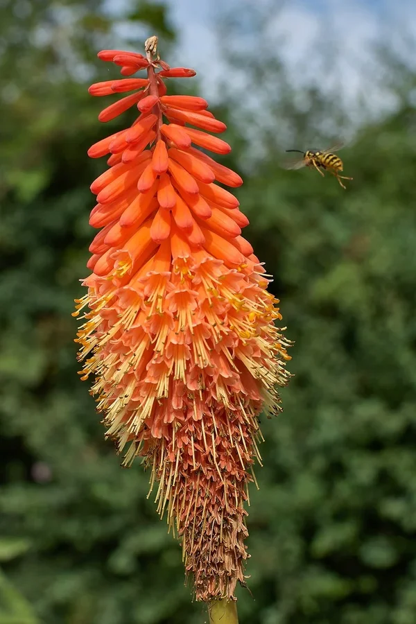 2020-07-28_BLUMEN_DSC5150.webp
