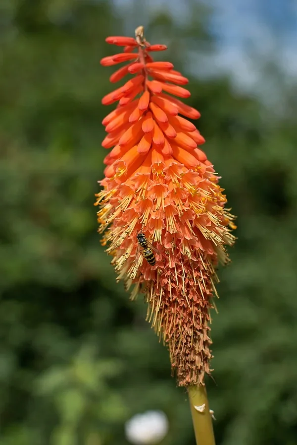 2020-07-28_BLUMEN_DSC5192.webp