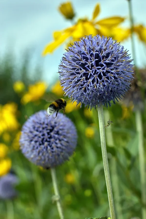 2020-07-28_BLUMEN_DSC5224.webp