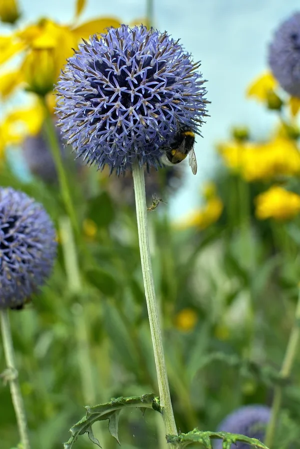 2020-07-28_BLUMEN_DSC5219.webp