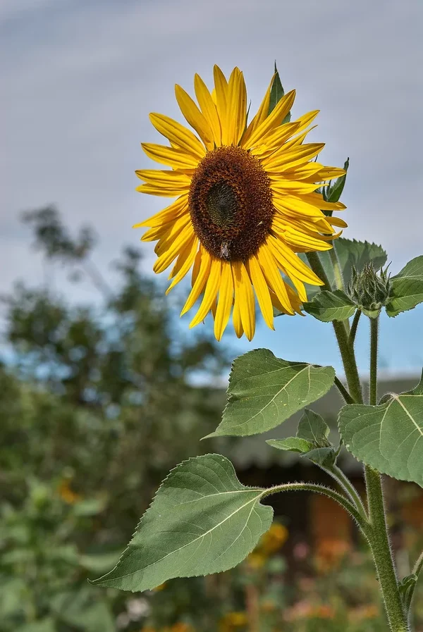 2020-07-28_BLUMEN_DSC5247.webp