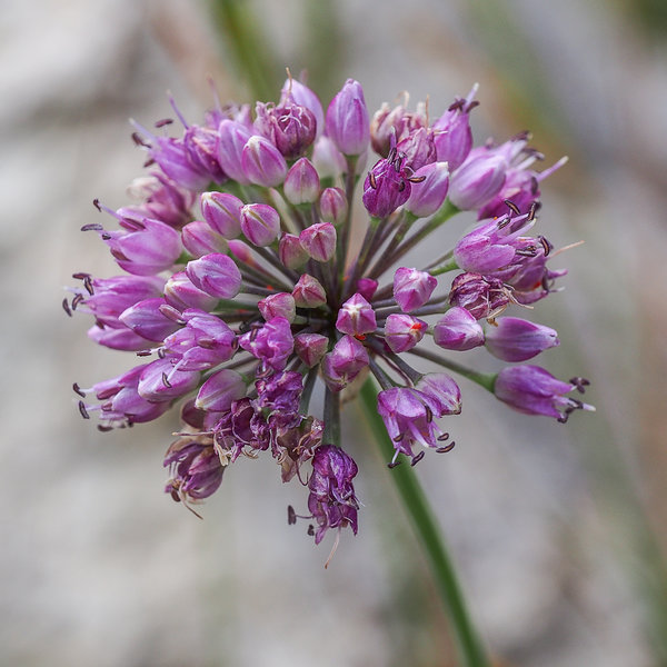 20200725-P7250515 Dörrnwasserlos Kleinziegenfeld.JPG