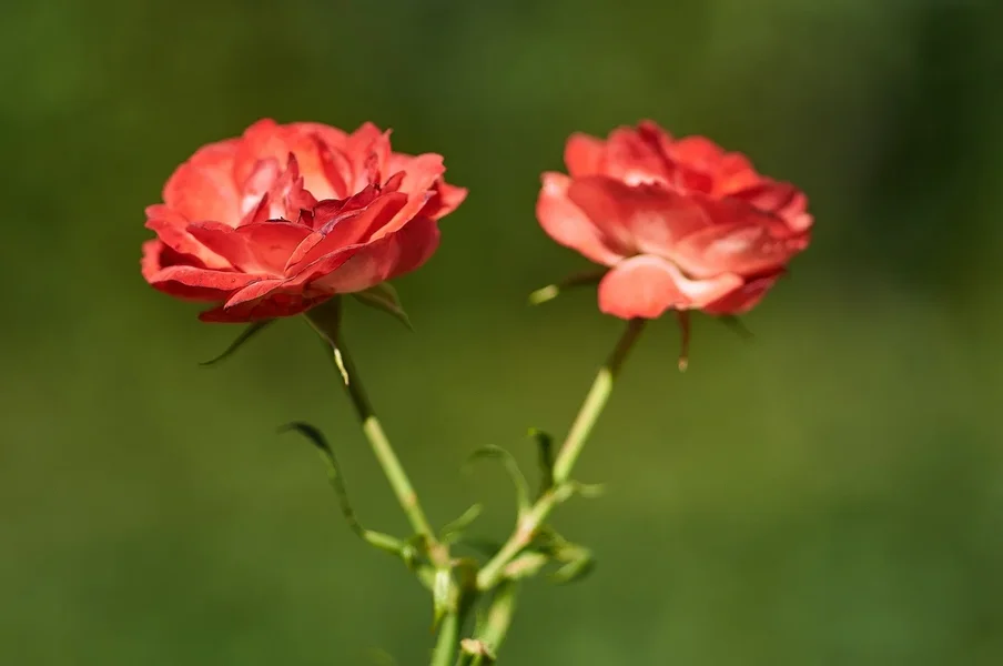 2020-07-29_BLUMEN_DSC0732.webp