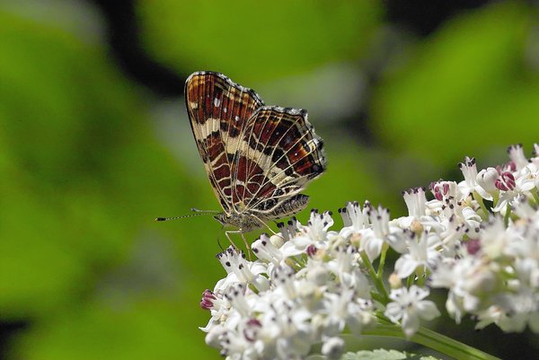 IMG17480-a.jpg IMG17480-a.jpg