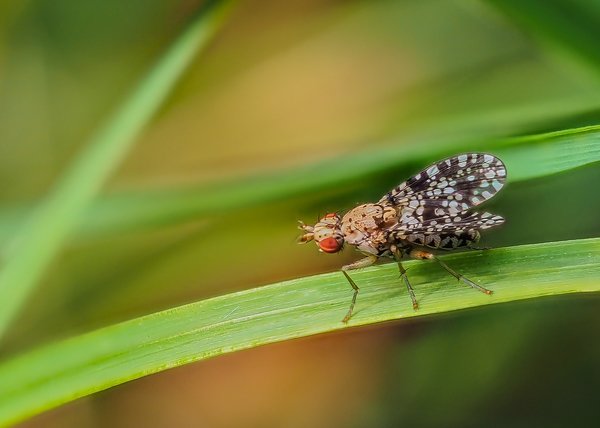 FO Hohe Moor 3007P7300345-Bearbeitet.jpg