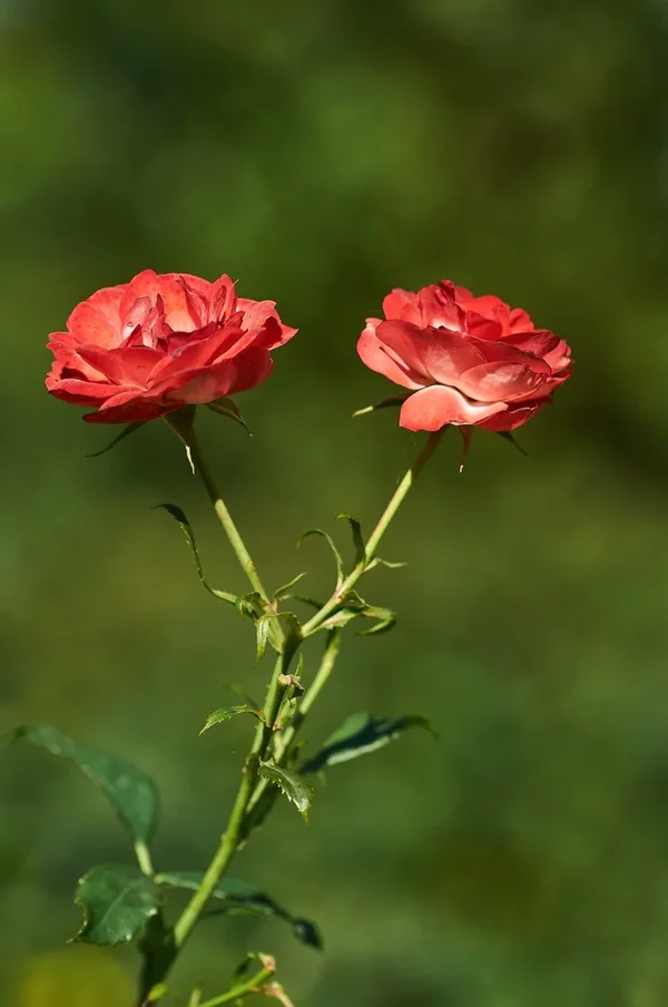 2020-07-29_BLUMEN_DSC0684.webp