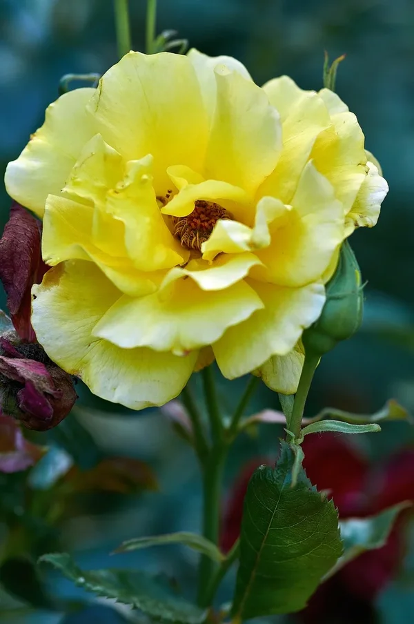 2020-07-29_BLUMEN_DSC0650.webp