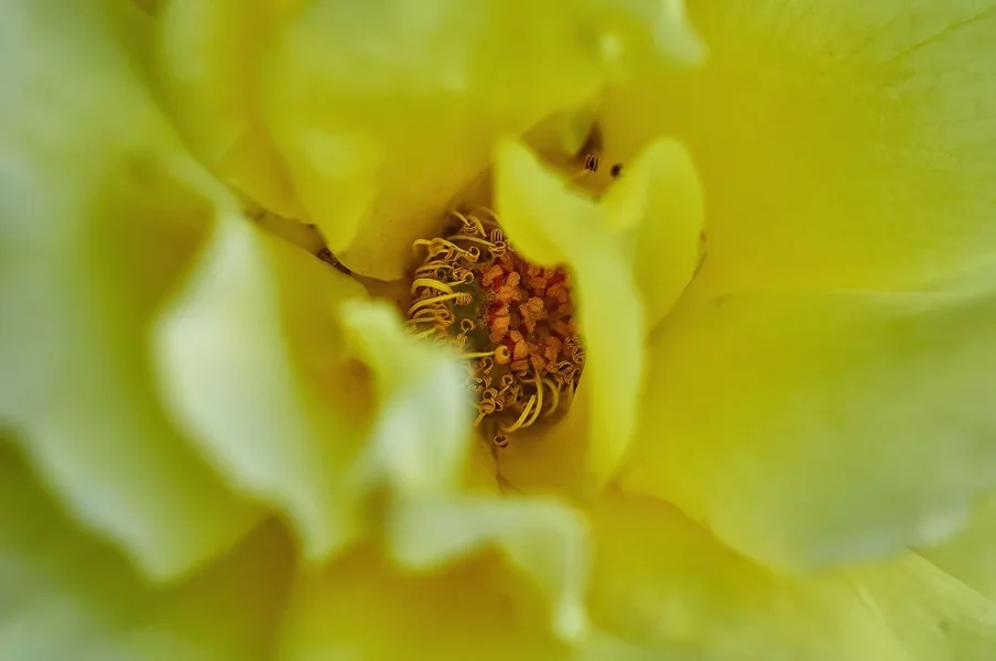 2020-07-29_BLUMEN_DSC0665.webp