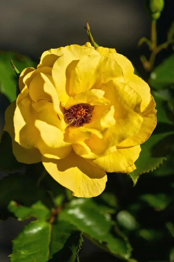2020-08-01_BLUMEN_DSC0737.jpg
