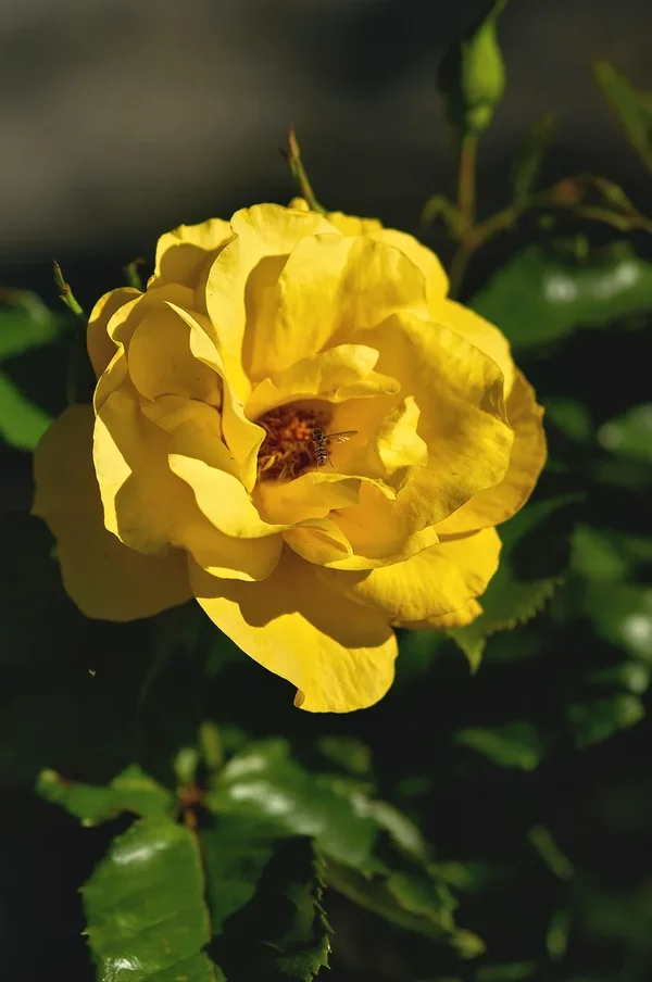 2020-08-01_BLUMEN_DSC0744.jpg