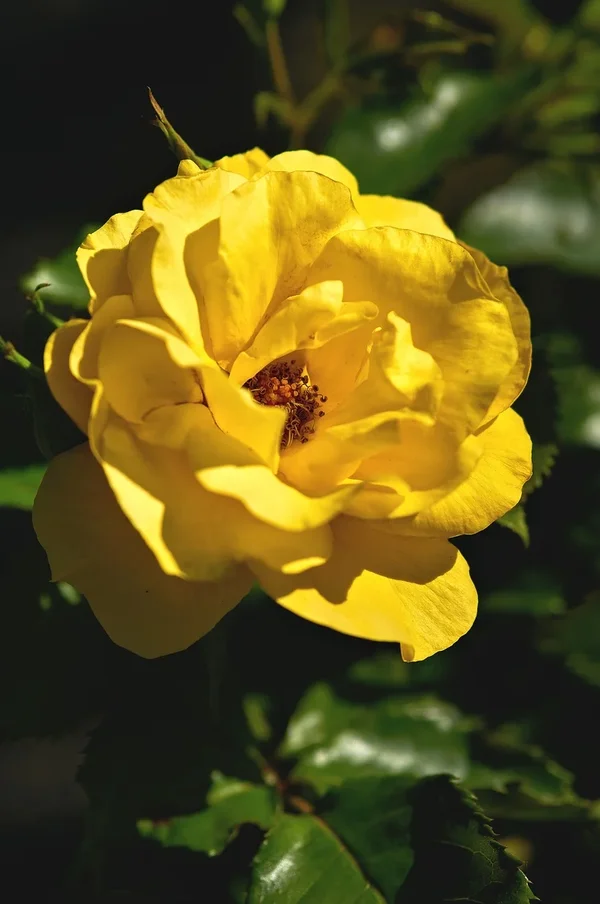 2020-08-01_BLUMEN_DSC0751.jpg
