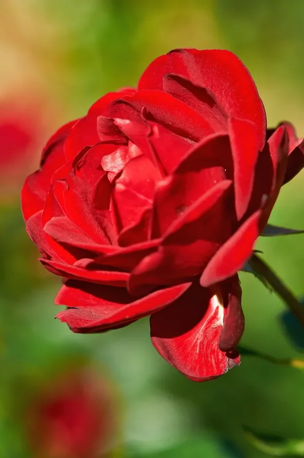 2020-08-01_BLUMEN_DSC0772.webp