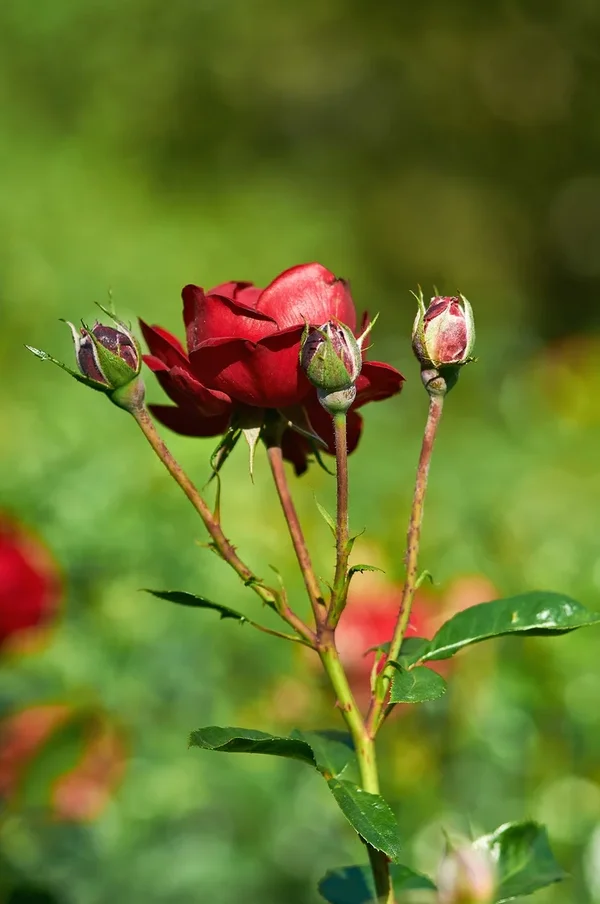 2020-08-01_BLUMEN_DSC0808.webp